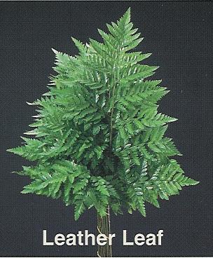 LHF2010/leatherleaf_brochure.jpg