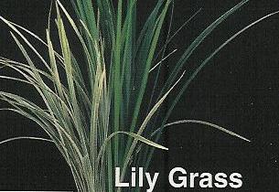 webassets/rgh_brochure_lily_grass.jpg